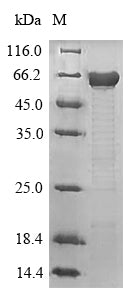 Greater than 90% as determined by SDS-PAGE.Recombinant Mouse Microtubule-Associated Protein Tau (MAPT) Protein (His)