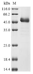 Greater than 90% as determined by SDS-PAGE.Recombinant Human S-Adenosylmethionine Synthase Isoform Type-2 (MAT2A) Protein (His)