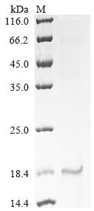 Greater than 90% as determined by SDS-PAGE.