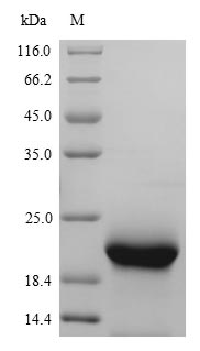 Greater than 90% as determined by SDS-PAGE.Recombinant Mouse Myoglobin (MB) Protein (His)