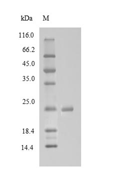 Greater than 90% as determined by SDS-PAGE.Recombinant Bovine Mannose-Binding Protein C (MBL) Protein (His)
