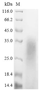 Greater than 85% as determined by SDS-PAGE.Recombinant Mouse Myelin Basic Protein (MBP) Protein (His)