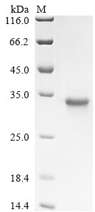 Greater than 90% as determined by SDS-PAGE.