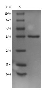 Greater than 90% as determined by SDS-PAGE.Recombinant Mouse Monoglyceride Lipase (MGLL) Protein (His)