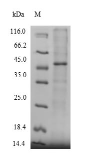Greater than 90% as determined by SDS-PAGE.Recombinant Human Protein-Methionine Sulfoxide Oxidase Mical2 (MICAL2) Protein (His)
