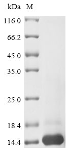 Greater than 85% as determined by SDS-PAGE.Recombinant Human Macrophage Migration Inhibitory Factor (MIF) Protein (His)