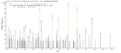 Based on the SEQUEST from database of Yeast host and target protein, the LC-MS/MS Analysis result of this product could indicate that this peptide derived from Yeast-expressed Homo sapiens (Human) MME.Recombinant Human Neprilysin (MME) Protein (His)