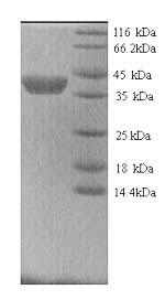 Greater than 90% as determined by SDS-PAGE.Recombinant Dog Matrix Metalloproteinase-9 (MMP9) Protein (His)