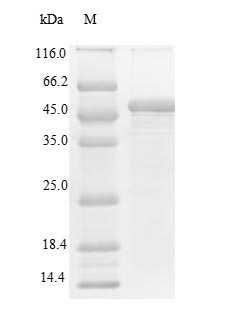 Greater than 90% as determined by SDS-PAGE.