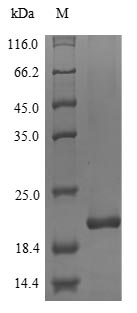 Greater than 90% as determined by SDS-PAGE.Recombinant Human Myelin Protein P0 (MPZ) Protein (His)