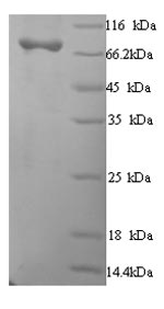 Greater than 90% as determined by SDS-PAGE.Recombinant Human Macrophage Mannose Receptor 1 (MRC1) Protein (His)