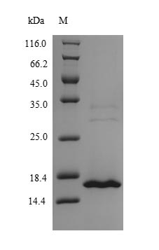 Greater than 90% as determined by SDS-PAGE.Recombinant Human Morf4 Family-Associated Protein 1-Like 1 (MRFAP1L1) Protein (His)