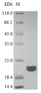 Greater than 90% as determined by SDS-PAGE.Recombinant Mouse B-Lymphocyte Antigen Cd20 (MS4A1) Protein (His)
