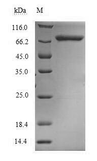 Greater than 90% as determined by SDS-PAGE.