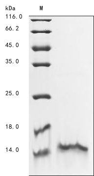 Greater than 85% as determined by SDS-PAGE.