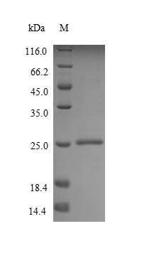 Greater than 90% as determined by SDS-PAGE.Recombinant Human Mucin-2 (MUC2) Protein (His)