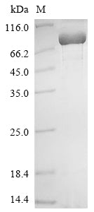 Greater than 85% as determined by SDS-PAGE.Recombinant Mouse Methylmalonyl-Coa Mutase, Mitochondrial (MMUT) Protein (His)