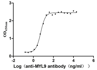 Activity Measured by its binding ability in a functional ELISA. Immobilized Human MYL9 at 2μg/mL can bind Anti-MYL9 recombinant antibody ，the EC 50 is 4.628-6.430 ng/mL. Biological Activity AssayRecombinant Human Myosin Regulatory Light Polypeptide 9 (MYL9) Protein (His), Active