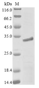 Greater than 90% as determined by SDS-PAGE.Recombinant Mouse Myocilin (MYOC) Protein (His)