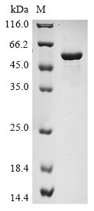 Greater than 85% as determined by SDS-PAGE.Recombinant Mouse Nicotinamide Phosphoribosyltransferase (NAMPT) Protein (His)