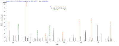Based on the SEQUEST from database of Yeast host and target protein, the LC-MS/MS Analysis result of this product could indicate that this peptide derived from Yeast-expressed Homo sapiens (Human) NCL.Recombinant Human Nucleolin (NCL) Protein (His)