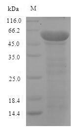 Greater than 90% as determined by SDS-PAGE.Recombinant Mouse Neurofilament Light Polypeptide (NEFL) Protein (His)