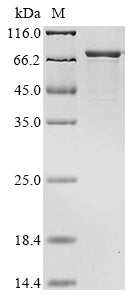 Greater than 85% as determined by SDS-PAGE.Recombinant Rat Neurofilament Light Polypeptide (NEFL) Protein (His)