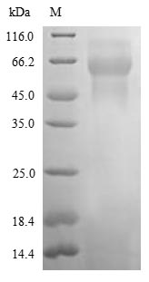 Greater than 85% as determined by SDS-PAGE.Recombinant Rat Neogenin (NEO1) Protein (His)