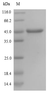 Greater than 90% as determined by SDS-PAGE.Recombinant Human Nestin (NES) Protein (His)