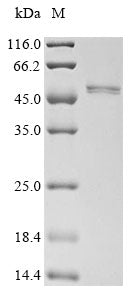 Greater than 85% as determined by SDS-PAGE.Recombinant Mouse Sialidase-1 (NEU1) Protein (His)