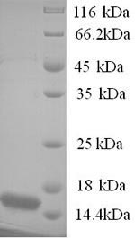 Greater than 90% as determined by SDS-PAGE.Recombinant Human Protein Bex3 (BEX3) Protein (His)