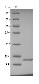 Greater than 90% as determined by SDS-PAGE.Recombinant Human Nhp2-Like Protein 1 (SNU13) Protein (His)