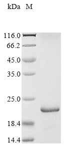 Greater than 85% as determined by SDS-PAGE.Recombinant Saccharomyces Cerevisiae Nucleoside Diphosphate Kinase (YNK1) Protein (His)