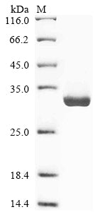 Greater than 90% as determined by SDS-PAGE.Recombinant Human Neuropeptide B (NPB) Protein (hFc)