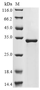 Greater than 90% as determined by SDS-PAGE.Recombinant Human Npc Intracellular Cholesterol Transporter 1 (NPC1) Protein (His-Myc)