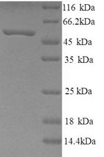 Greater than 85% as determined by SDS-PAGE.Recombinant Human Neuropeptide Ff Receptor 2 (NPFFR2) Protein (His/Tag-Free)