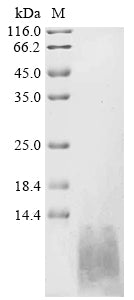 Greater than 90% as determined by SDS-PAGE.Recombinant Human Natriuretic Peptides A (NPPA) Protein (His)