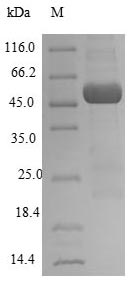 Greater than 90% as determined by SDS-PAGE.Recombinant Human Atrial Natriuretic Peptide Receptor 1 (NPR1) Protein (His)