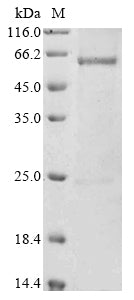Greater than 90% as determined by SDS-PAGE.Recombinant Human Atrial Natriuretic Peptide Receptor 3 (NPR3) Protein (His-Myc)
