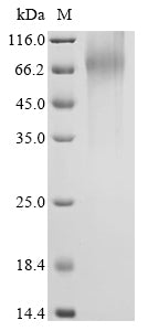 Greater than 90% as determined by SDS-PAGE.Recombinant Human Nuclear Receptor Subfamily 4 Group A Member 1 (NR4A1) Protein (His&Myc)