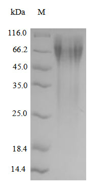 Greater than 90% as determined by SDS-PAGE.Recombinant Human Nuclear Receptor Subfamily 4 Group A Member 2 (NR4A2) Protein (His)