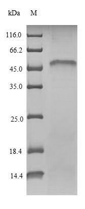 Greater than 90% as determined by SDS-PAGE.Recombinant Mousev Nuclear Respiratory Factor 1 (NRF1) Protein (His)