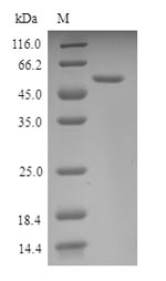 Greater than 90% as determined by SDS-PAGE.Recombinant Mouse Nuclear Respiratory Factor 1 (NRF1) Protein (His-SUMO)
