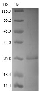 Greater than 85% as determined by SDS-PAGE.Recombinant Human 7,8-Dihydro-8-Oxoguanine Triphosphatase (NUDT1) Protein (His)
