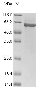 Greater than 90% as determined by SDS-PAGE.