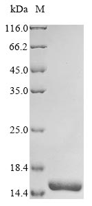 Greater than 90% as determined by SDS-PAGE.