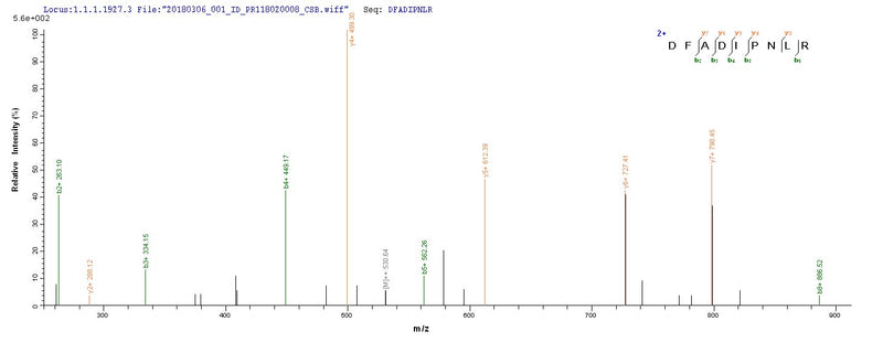 Based on the SEQUEST from database of Yeast host and target protein, the LC-MS/MS Analysis result of this product could indicate that this peptide derived from Yeast-expressed Homo sapiens (Human) OGN.Recombinant Human Mimecan (OGN) Protein (His)