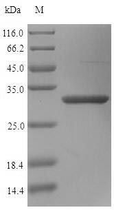 Greater than 90% as determined by SDS-PAGE.Recombinant Human Mimecan (OGN) Protein (His)