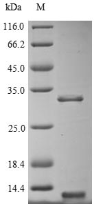 Greater than 85% as determined by SDS-PAGE.Recombinant Human Oligodendrocyte Transcription Factor 1 (OLIG1) Protein (His)