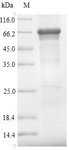 Greater than 90% as determined by SDS-PAGE.Recombinant Human Optineurin (OPTN) Protein (His)